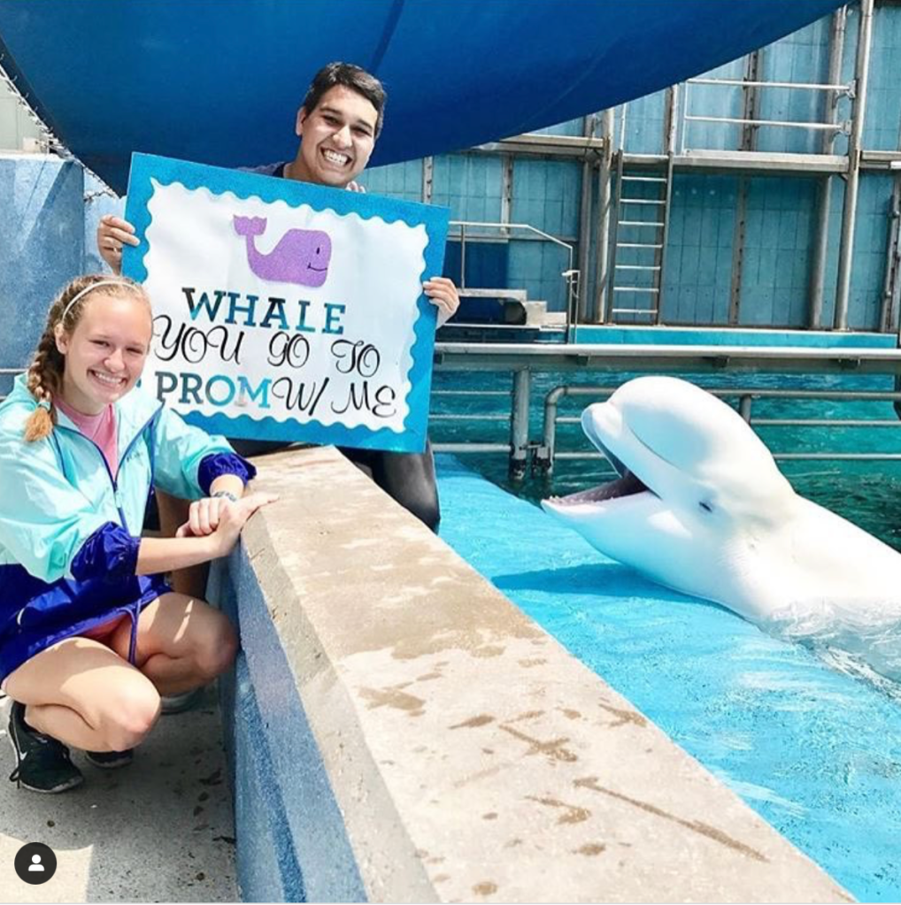 Whale Promposal